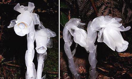 四川發現"冥界之花" 傳說能打開地獄之門