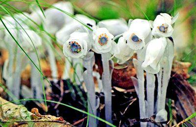 四川發現罕見“冥界之花” 渾身晶瑩剔透