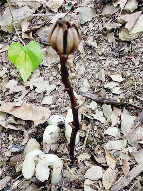 四川發現"冥界之花" 傳說能打開地獄之門